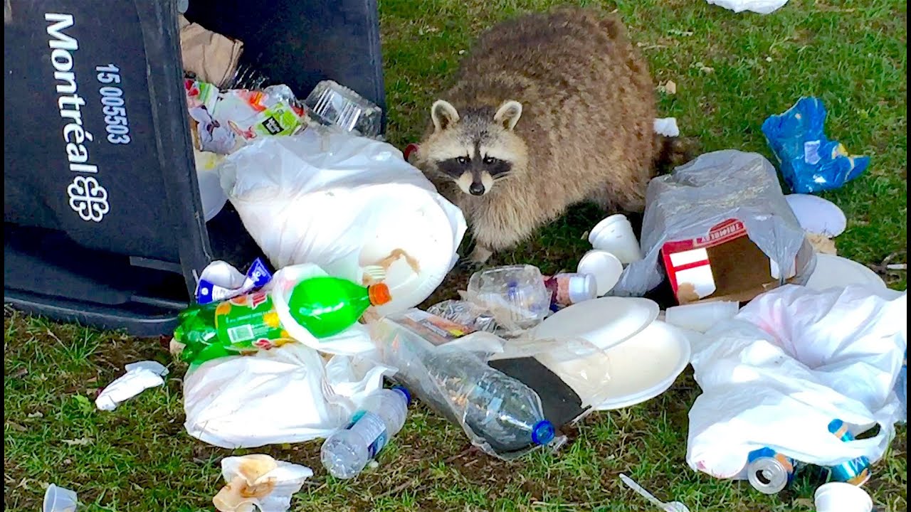 Raccoons In A Trash Can