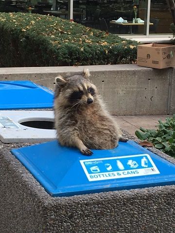 Can A Raccoon Escape From A Garbage Can