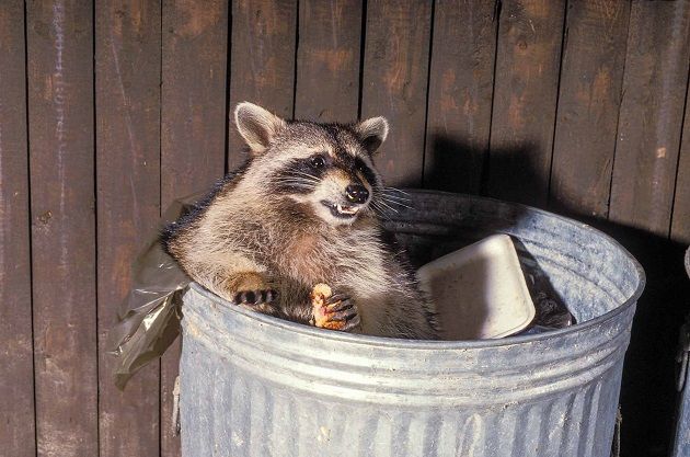 Finest Ways To Prevent Raccoons From Accessing Your Garbage