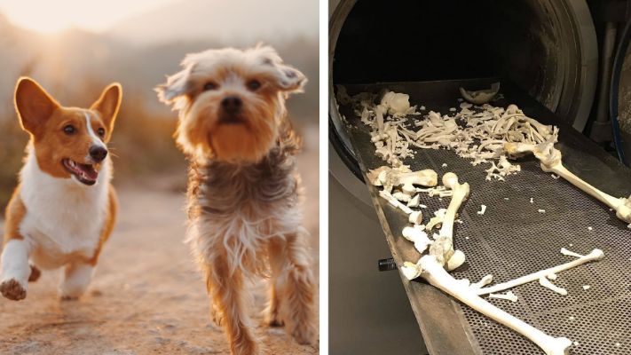 How To Dispose Of a Dead Dog - Step-By-Step Guide