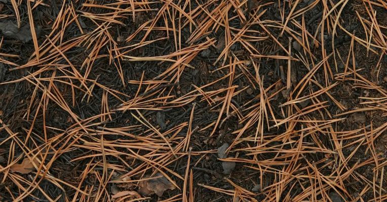 What To Do With Dead Pine Needles - 20 Uses