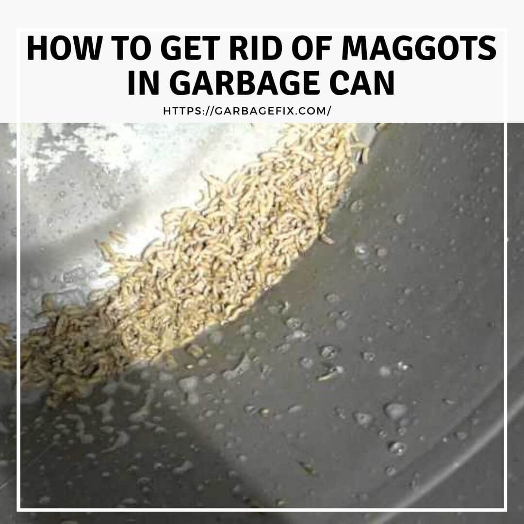How To Get Rid of Maggots in Garbage Can