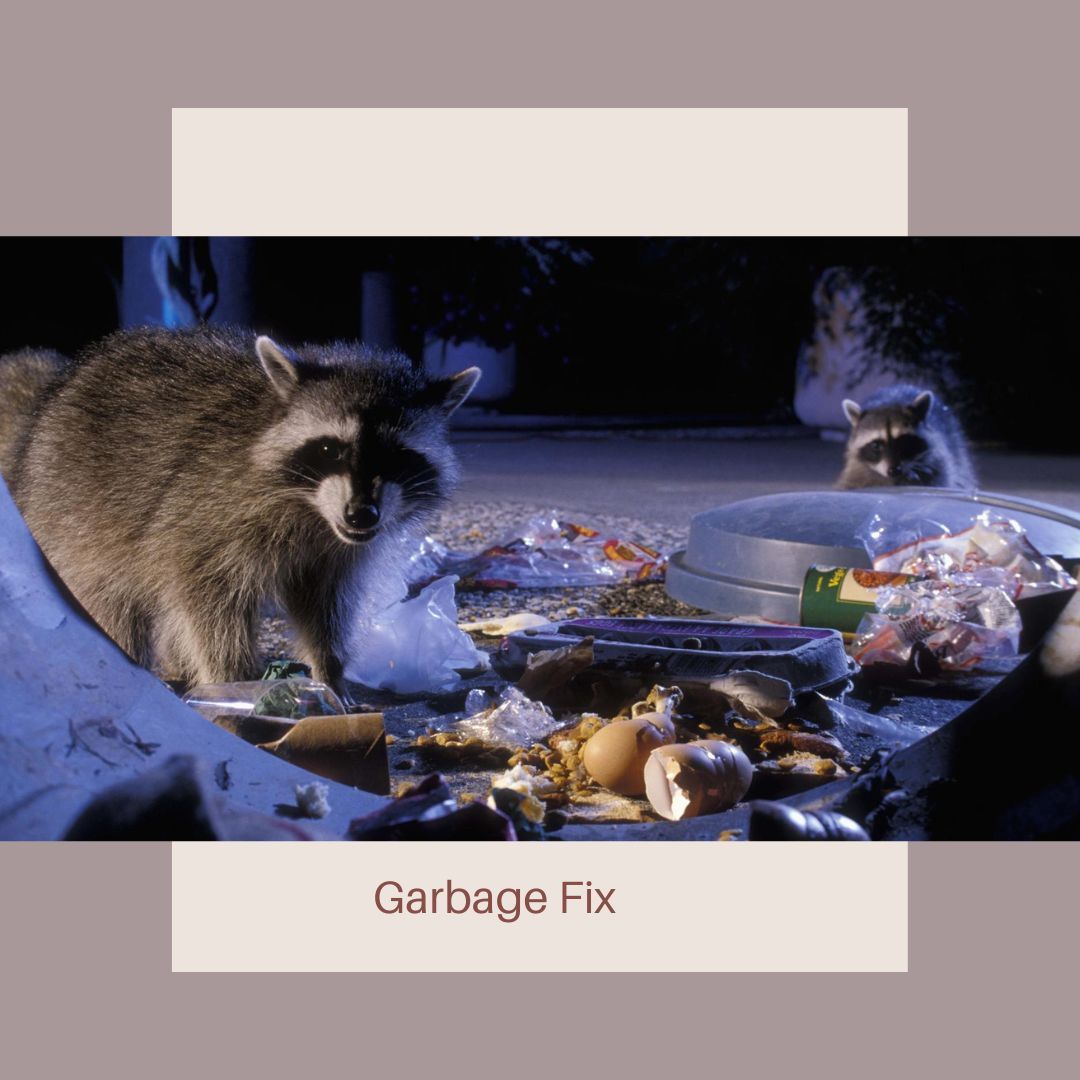 Raccoon In A Trash Can