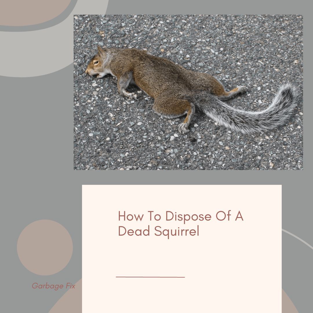 How To Dispose Of A Dead Squirrel