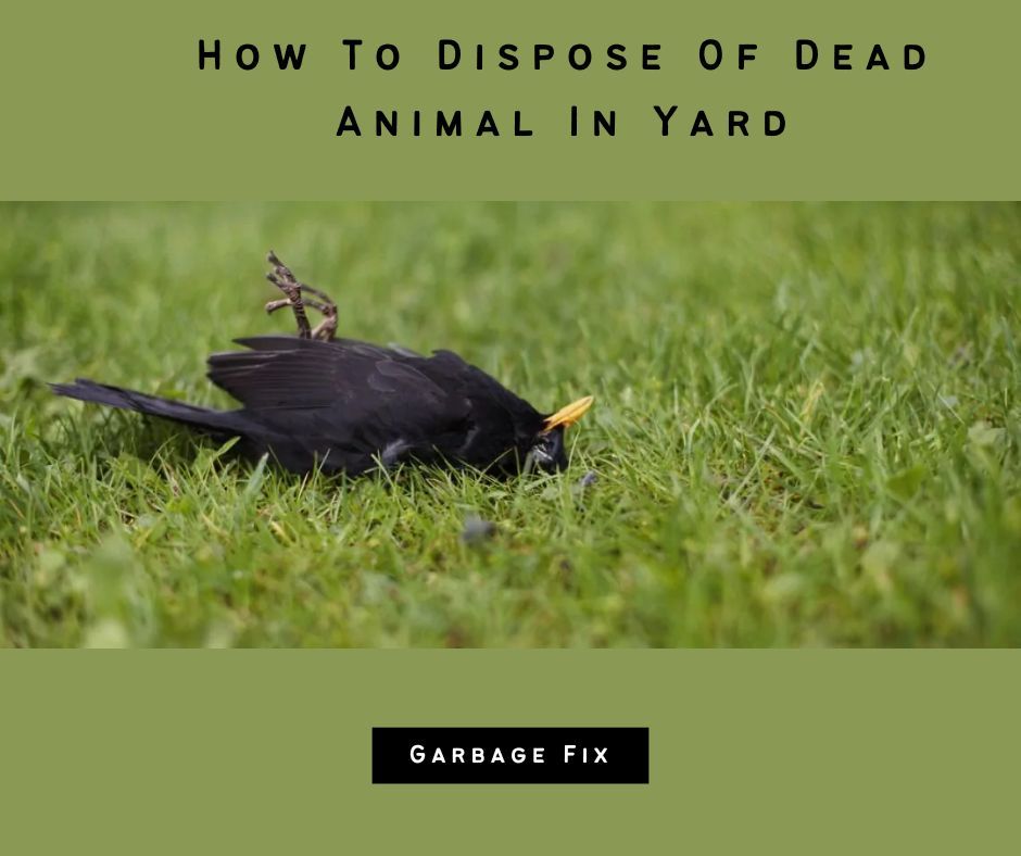 How To Dispose Of Dead Animal In Yard