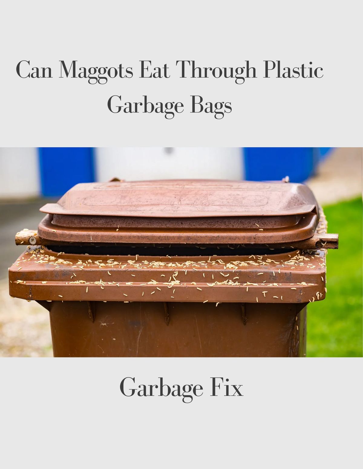 Can Maggots Eat Through Plastic Garbage Bags