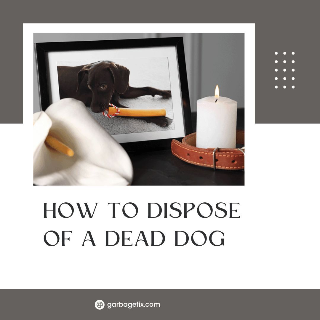 How To Dispose Of a Dead Dog