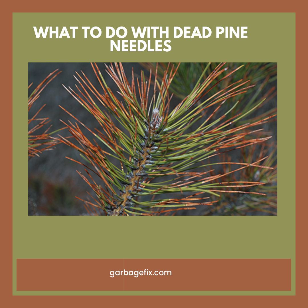 What To Do With Dead Pine Needles