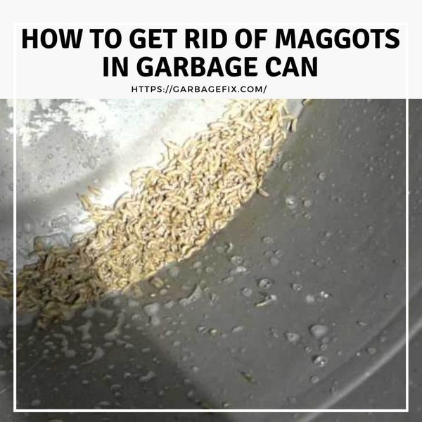 How To Get Rid of Maggots in Garbage Can? Garbage Fix