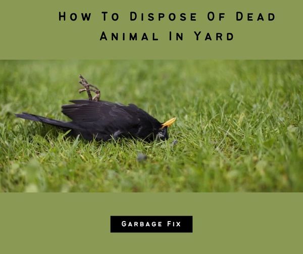 How To Dispose Of Dead Animal In Yard ? Rest In Peace